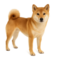 Deine Geschichte mit Shiba Inu
